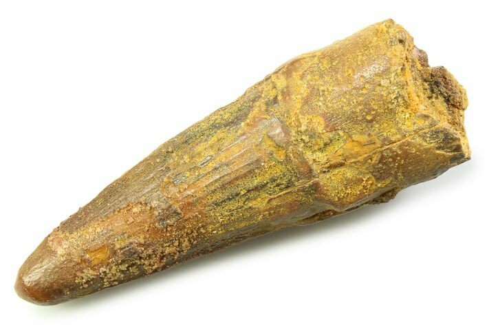 Fossil Spinosaurus Tooth - Uncommon Pathology #357751